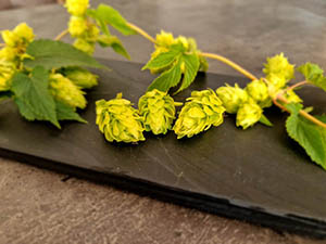 Achat houblon séché Nouvelle Aquitaine