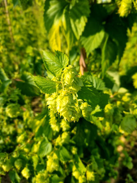 Achat houblon amérisant Toulouse