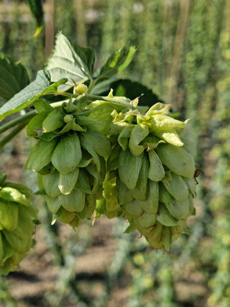 Achat houblon séché Toulouse