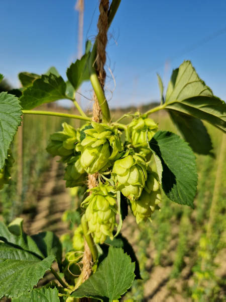 Achat houblon frais Toulouse